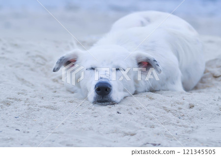 dog or white dog on the beach or sleeping dog 121345505