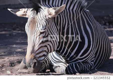 zebra zebra 121345552