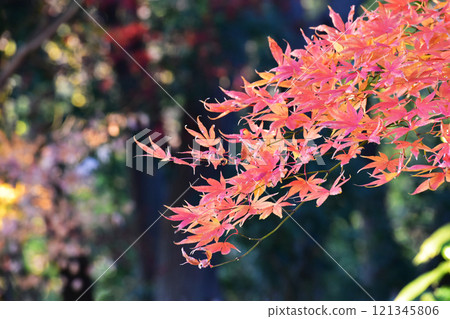 Autumn leaves landscape Autumn leaves landscape 121345806