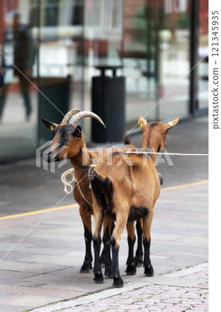 Goats at street of Ortisei, Italy, alpine village 121345935