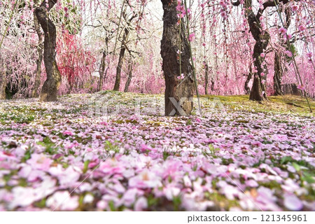 Shoannamiya branch plum of Shinen 121345961