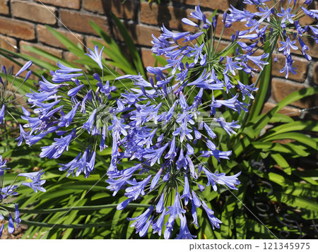 Agapanthus 121345975