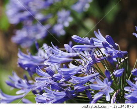 Agapanthus 121345976
