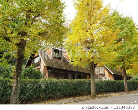 Shizuoka Prefecture, Ginkgo Tree-lined Landscape, November 121346358