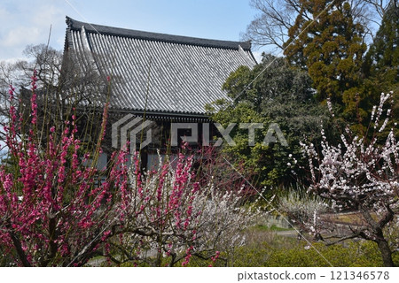 The main hall of Chishaku-in Temple surrounded by red plum blossoms The main hall of Chishaku-in Temple surrounded by red plum blossoms 121346578