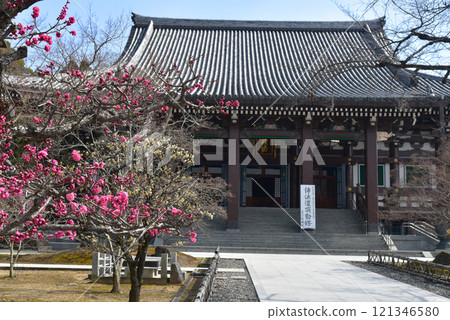 被紅梅包圍的智積院正殿 121346580