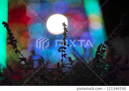 Small flowers and silhouettes in an illuminated forest Small flowers and silhouettes in an illuminated forest 121346590
