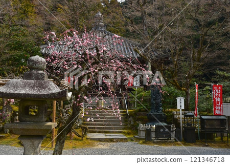 熊野觀音寺紅梅盛開 121346718