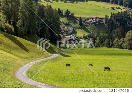 Cows eating grass on a green pasture Cows eating grass on a green pasture 121347036