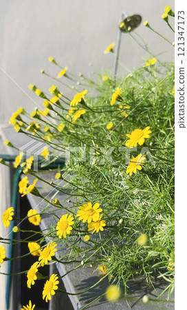 Dahlberg daisy in hanging flower pot with sunlight on condominium balcony Dahlberg daisy in hanging flower pot with sunlight on condominium balcony 121347173