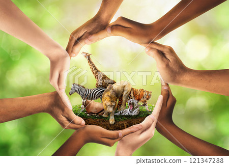 Wildlife Conservation Day. wildlife protection, multiracial human come to build hands in shape of circle to protect the environment. promote conservation wildlife. green background Sun light. Ecology. Wildlife Conservation Day. wildlife protection, multiracial human come to build hands in shape of circle to protect the environment. promote conservation wildlife. green background Sun light. Ecology. 121347288