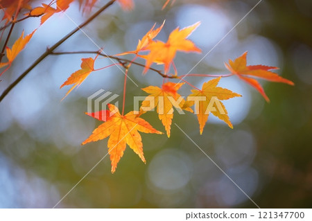 Close-up of autumn leaves in late autumn Close-up of autumn leaves in late autumn 121347700
