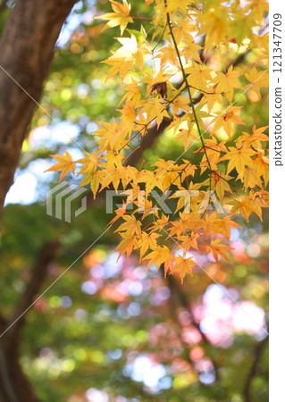 Close-up of autumn leaves in late autumn 121347709