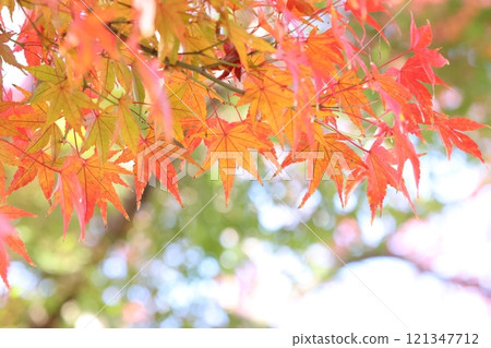 深秋秋葉特寫 121347712