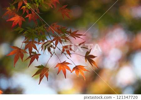 Close-up of autumn leaves in late autumn 121347720