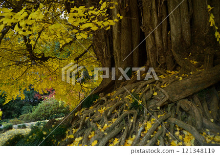 埼玉縣東松山市坂東 33 觀音 No.10 Fudasho Shoboji Iwadono Kannon Great Gingko 121348119