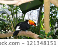 ≪Tochigi Prefecture≫ Toco toucan in the botanical garden 121348151