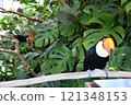 ≪Tochigi Prefecture≫ Toco toucan in the botanical garden 121348153