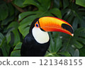 ≪Tochigi Prefecture≫ Toco toucan in the botanical garden 121348155