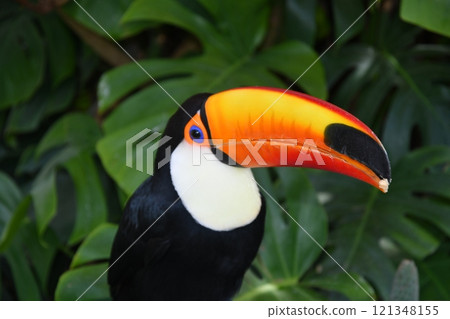 ≪栃木縣≫植物園裡的托科巨嘴鳥 121348155