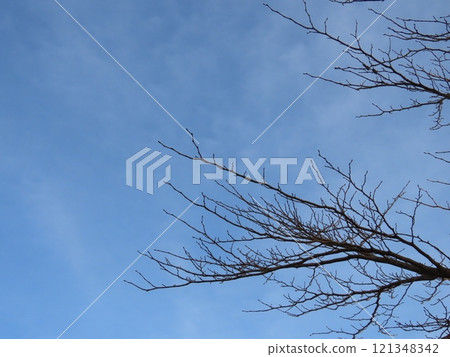 Dead cherry tree and blue sky 121348342