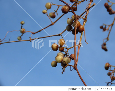 Fruit-bearing tree 121348343