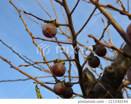 Fruit-bearing tree 121348344