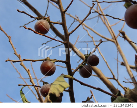 Fruit-bearing tree 121348345