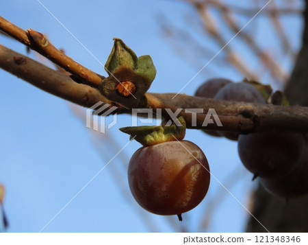Fruit-bearing tree Fruit-bearing tree 121348346