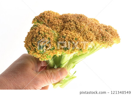 Nutrient-rich broccoli 121348549