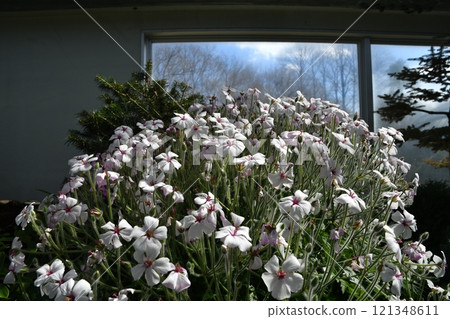 <Tochigi Prefecture> Geranium maderense blooming in the botanical garden <Tochigi Prefecture> Geranium maderense blooming in the botanical garden 121348611