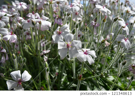 <Tochigi Prefecture> Geranium maderense blooming in the botanical garden 121348613
