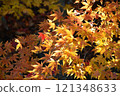 改變葉子的Momiji 121348633
