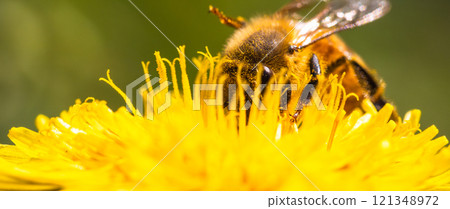 Honey bee covered with yellow pollen collecting nectar from dandelion flower. Honey bee covered with yellow pollen collecting nectar from dandelion flower. 121348972