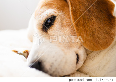 Closeup of cute Beagle dog sleeping on sofa 121348974