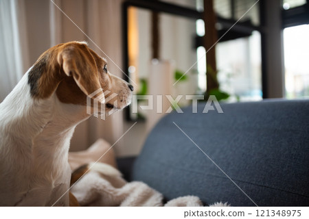 Cute Beagle dog sitting on sofa 121348975