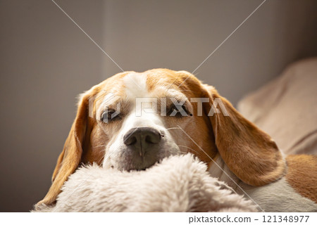 Cute Beagle dog sleeping on sofa 121348977