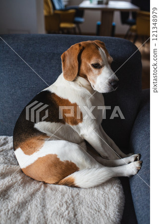 Cute Beagle dog sitting on sofa 121348979