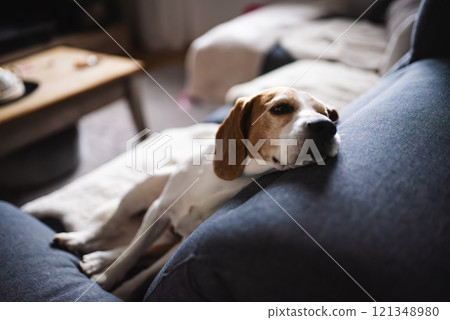 Cute Beagle dog sitting on sofa 121348980