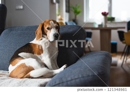 Cute Beagle dog sitting on sofa 121348981