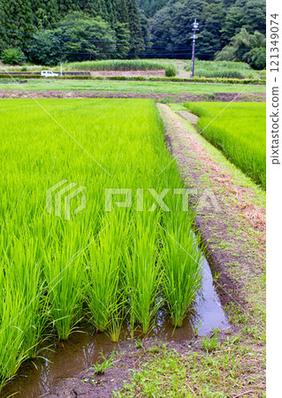 初夏的鄉村景觀 121349074