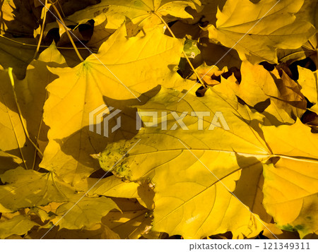 Autumn background. Yellow maple leaves in a city park Autumn background. Yellow maple leaves in a city park 121349311
