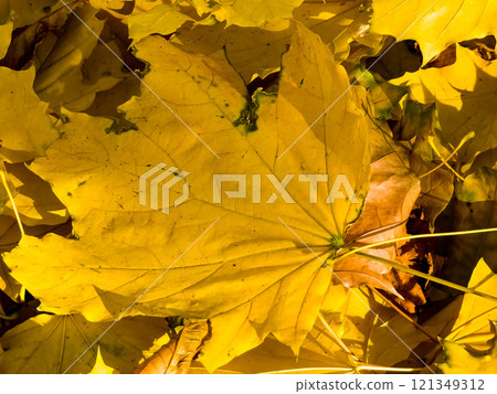 Autumn background. Yellow maple leaves in a city park 121349312