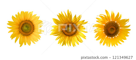Radiant sunflower cut out on a white background, highlighting its golden petals, textured center, and lush green stem. Perfect for graphic design, educational use, or eco themed projects 121349627