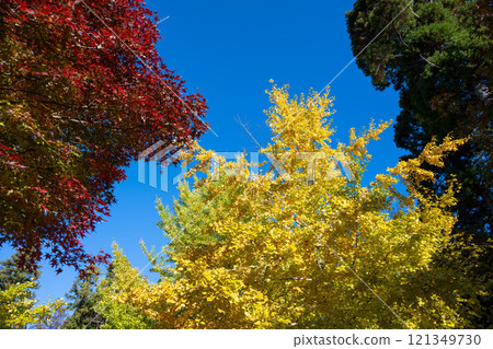 Multicolored Multicolored 121349730
