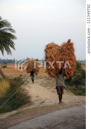 Farmer carries rice from the farm home in Baidyapur, West Bengal, India 121349792