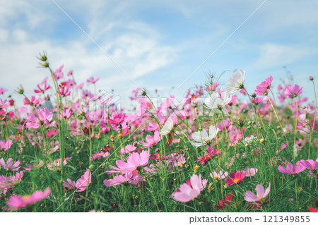 beautiful white and pink cosmos flowers in the farming area. flower field on winter season beautiful white and pink cosmos flowers in the farming area. flower field on winter season 121349855
