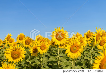 Beautiful sunflower flower blooming in sunflowers field with blue sky. Beautiful sunflower flower blooming in sunflowers field with blue sky. 121349861