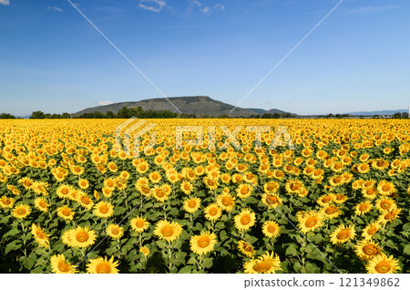 Beautiful sunflower flower blooming in sunflowers field with white cloudy and blue sky. Beautiful sunflower flower blooming in sunflowers field with white cloudy and blue sky. 121349862
