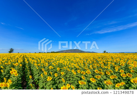 Beautiful sunflower flower blooming in sunflowers field with white cloudy and blue sky. 121349878
